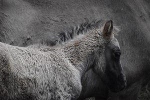 Free Best Odds for Horse Racing Play: Pro Tips to Win in India (2026)